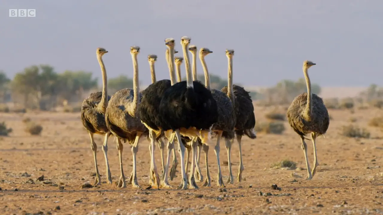 South African ostrich (Struthio camelus australis) as shown in The Mating Game - Grasslands: In Plain Sight